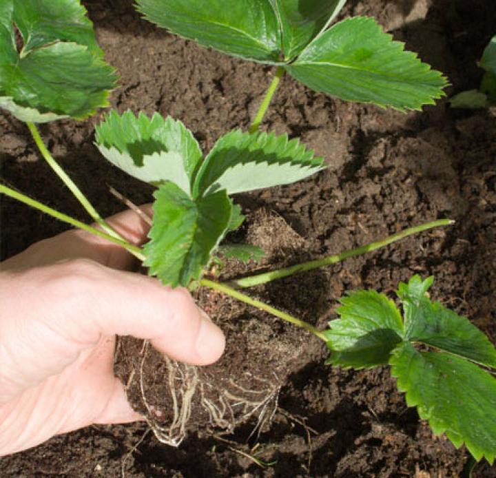 strawberry-plant-care-how-to-plant-strawberries